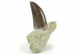 Serrated Dinosaur (Allosaurus) Tooth - Colorado #218334-1